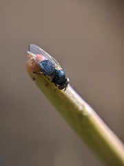 Lonchaea