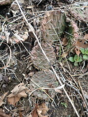 Opuntia humifusa