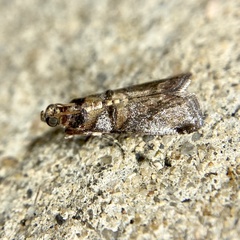 Conobathra hemichlaena