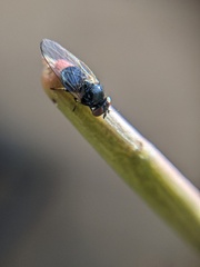 Lonchaea