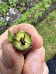 Procecidochares utilis