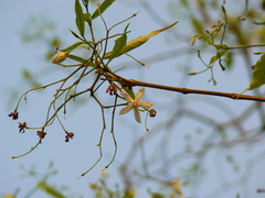 Wrightia tinctoria