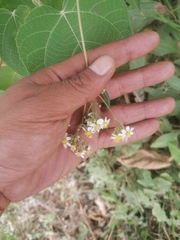 Alloispermum integrifolium