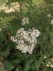 Alloispermum integrifolium