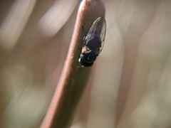 Lonchaea