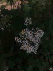 Alloispermum integrifolium