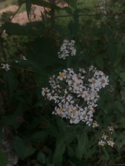 Alloispermum integrifolium