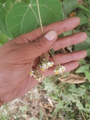 Alloispermum integrifolium
