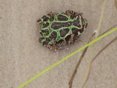 Madagascar Rain Frog photo 1