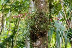 Vriesea