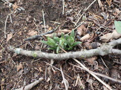 Lithospermum canescens
