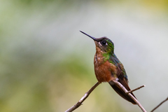 Heliodoxa rubricauda