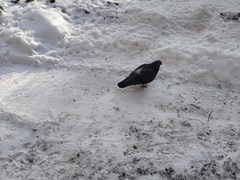 Columba livia domestica