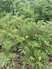 Rhus chinensis