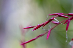 Vriesea