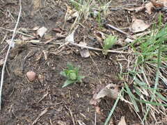 Lithospermum canescens