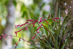 Vriesea