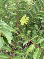 Rhus chinensis