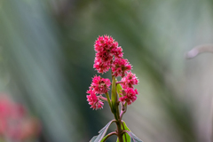 Miconia pubistyla