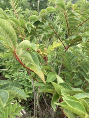 Rhus chinensis