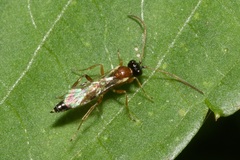 Diadromus collaris