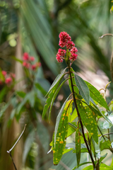 Miconia pubistyla