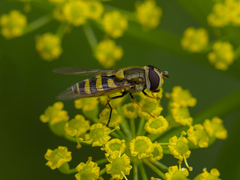 Syrphus vitripennis