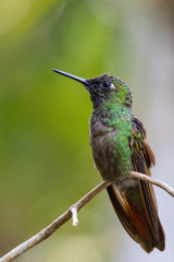 Heliodoxa rubricauda