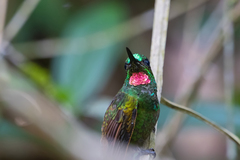 Heliodoxa rubricauda