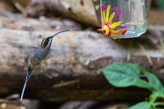 Phaethornis eurynome