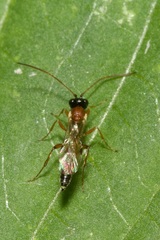 Diadromus collaris