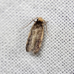Hoplostega ochroma