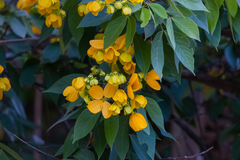 Senna macranthera