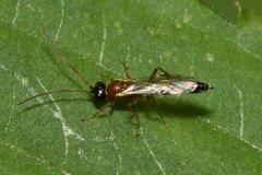 Diadromus collaris