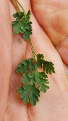 Corydalis micrantha