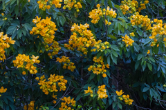 Senna macranthera