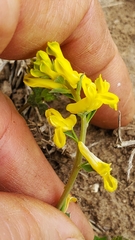 Corydalis micrantha