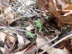 Lithospermum canescens