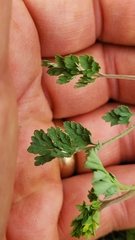 Corydalis micrantha