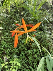 Crocosmia aurea aurea