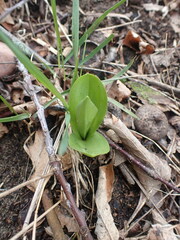 Dactylorhiza viridis
