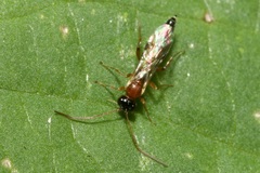 Diadromus collaris