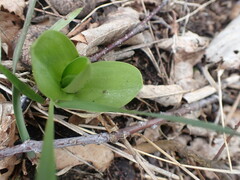 Dactylorhiza viridis