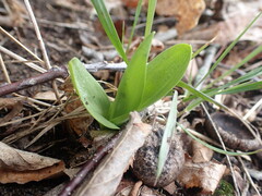 Dactylorhiza viridis