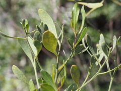 Baccharis halimifolia
