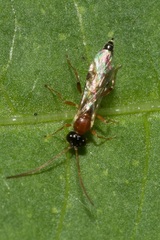 Diadromus collaris