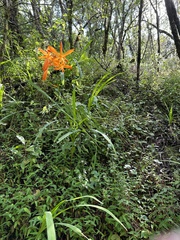 Crocosmia aurea aurea