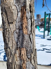 Biscogniauxia atropunctata