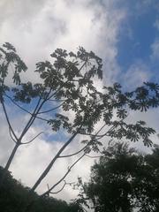 Cecropia obtusifolia