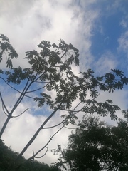Cecropia obtusifolia